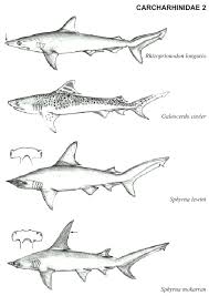 Image result for Rhizoprionodon longurio