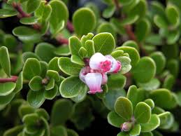 Attēlu rezultāti vaicājumam “Arctostaphylos uva-ursi”