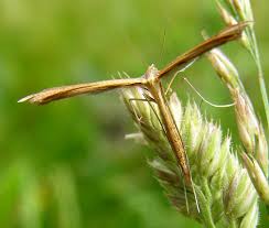 Attēlu rezultāti vaicājumam “Stenoptilia pterodactyla”