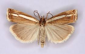 Attēlu rezultāti vaicājumam “Crambus silvella”