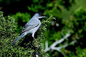 Image result for Sylvia rueppelli