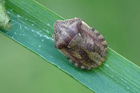 Attēlu rezultāti vaicājumam “Eurygaster testudinaria”