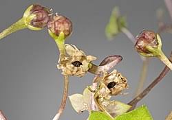 Attēlu rezultāti vaicājumam “Saxifraga cymbalaria flower”