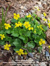 Attēlu rezultāti vaicājumam “Viola palustris leaf”