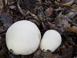 Attēlu rezultāti vaicājumam “Langermania gigantea”