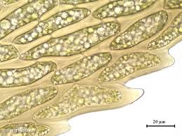 Attēlu rezultāti vaicājumam “Dicranum bonjeanii”