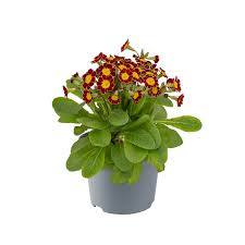 Attēlu rezultāti vaicājumam “Primula veris var. rubra”