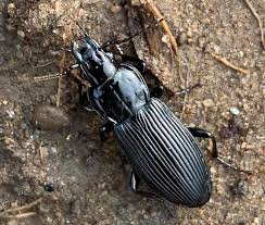 Attēlu rezultāti vaicājumam “Pterostichus melanarius”