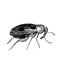 Attēlu rezultāti vaicājumam “Capsus ater imago”