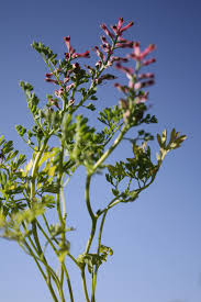 Image result for Fumaria officinalis