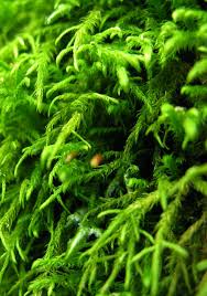 Attēlu rezultāti vaicājumam “Anomodon longifolius”