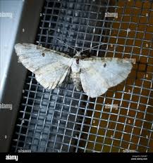 Attēlu rezultāti vaicājumam “Eupithecia succenturiata”