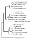 Carcharhiniformes: Ground or Whaler Sharks