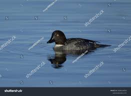Attēlu rezultāti vaicājumam “Bucephala clangula juvenile”