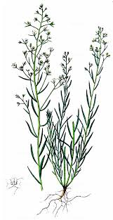 Attēlu rezultāti vaicājumam “Thesium ebracteatum leaf”