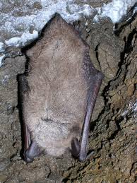 Attēlu rezultāti vaicājumam “Myotis dasycneme”