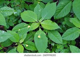 Attēlu rezultāti vaicājumam “Impatiens parviflora leaf”