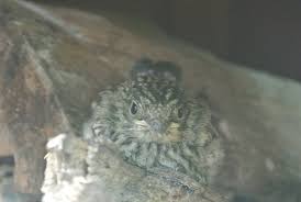 Attēlu rezultāti vaicājumam “Muscicapa striata juvenile”