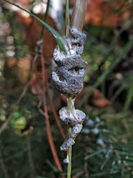 Attēlu rezultāti vaicājumam “Lignydium muscorum plasmodium”