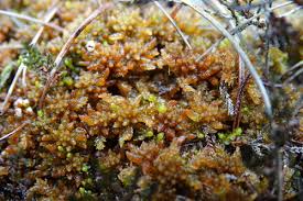 Attēlu rezultāti vaicājumam “Odontoschisma sphagni”