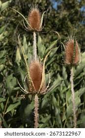Image result for Dipsacus silvestris