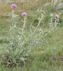 Attēlu rezultāti vaicājumam “Cirsium x rigens leaf”