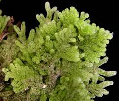 Attēlu rezultāti vaicājumam “Trichocolea tomentella sporophyte”