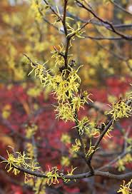 Attēlu rezultāti vaicājumam “Hamamelis virginiana flower”
