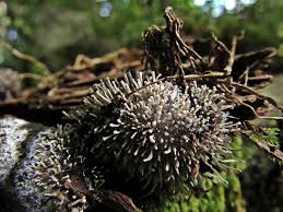 Attēlu rezultāti vaicājumam “Polycephalomyces tomentosus”