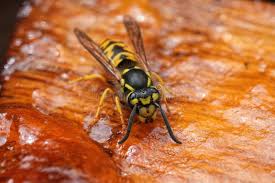 Attēlu rezultāti vaicājumam “Vespula germanica”