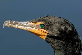 Image result for Phalacrocorax auritus