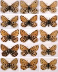 Attēlu rezultāti vaicājumam “Oeneis jutta underside”