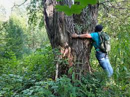 Attēlu rezultāti vaicājumam “Salix alba var. sericea”