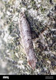 Attēlu rezultāti vaicājumam “Taleporia tubulosa”