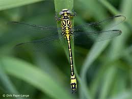 Attēlu rezultāti vaicājumam “Gomphus flavipes”