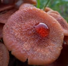 Attēlu rezultāti vaicājumam “Badhamia capsulifera sessile”