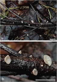 Attēlu rezultāti vaicājumam “Diachea subsessilis young”