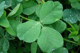Attēlu rezultāti vaicājumam “Trifolium repens leaf”