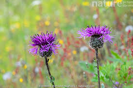 Attēlu rezultāti vaicājumam “Centaurea scabiosa”