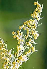 Attēlu rezultāti vaicājumam “Artemisia absinthium flower”