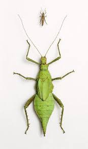 Attēlu rezultāti vaicājumam “nymph”