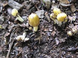 Attēlu rezultāti vaicājumam “Bolbitius vitellinus”