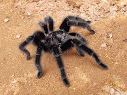 Znalezione obrazy dla zapytania Grammostola grossa