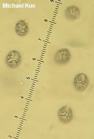 Attēlu rezultāti vaicājumam “Lactarius repraesentaneus”