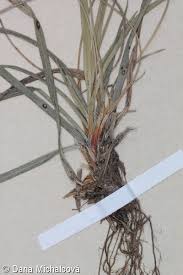 Attēlu rezultāti vaicājumam “Carex ornithopoda fruit”