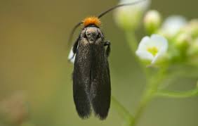 Attēlu rezultāti vaicājumam “Cauchas rufimitrella”