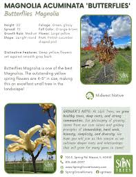 Attēlu rezultāti vaicājumam “Magnolia acuminata flower”