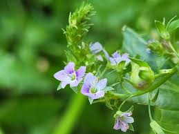 Attēlu rezultāti vaicājumam “Veronica anagallis-aquatica”