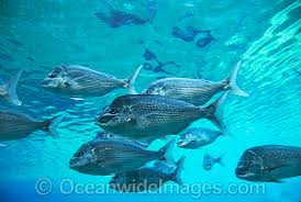 Image result for Pagrus auratus