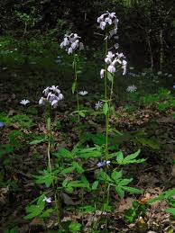 Attēlu rezultāti vaicājumam “Cardamine bulbifera”
